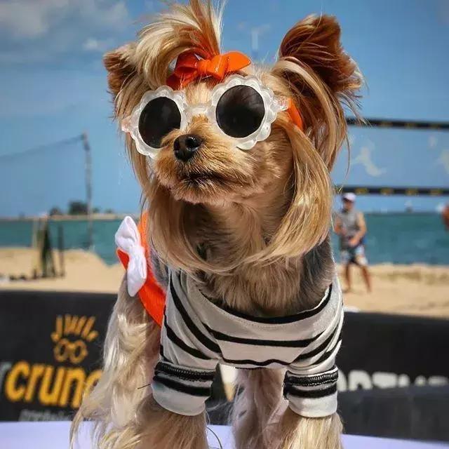 全世界最时髦的狗狗，穿衣打扮起来人都自愧不如！