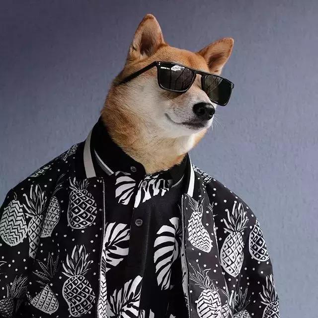全世界最时髦的狗狗，穿衣打扮起来人都自愧不如！