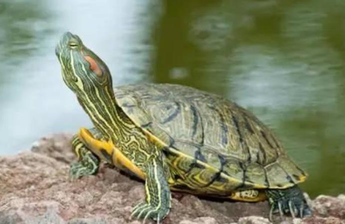 乌龟为什么寿命长，乌龟最多能活多少岁