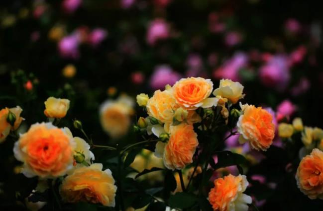 男人真正想离婚的态度,男人真正想离婚的时候是什么样