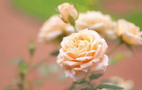 男人真正想离婚的态度,男人真正想离婚的时候是什么样