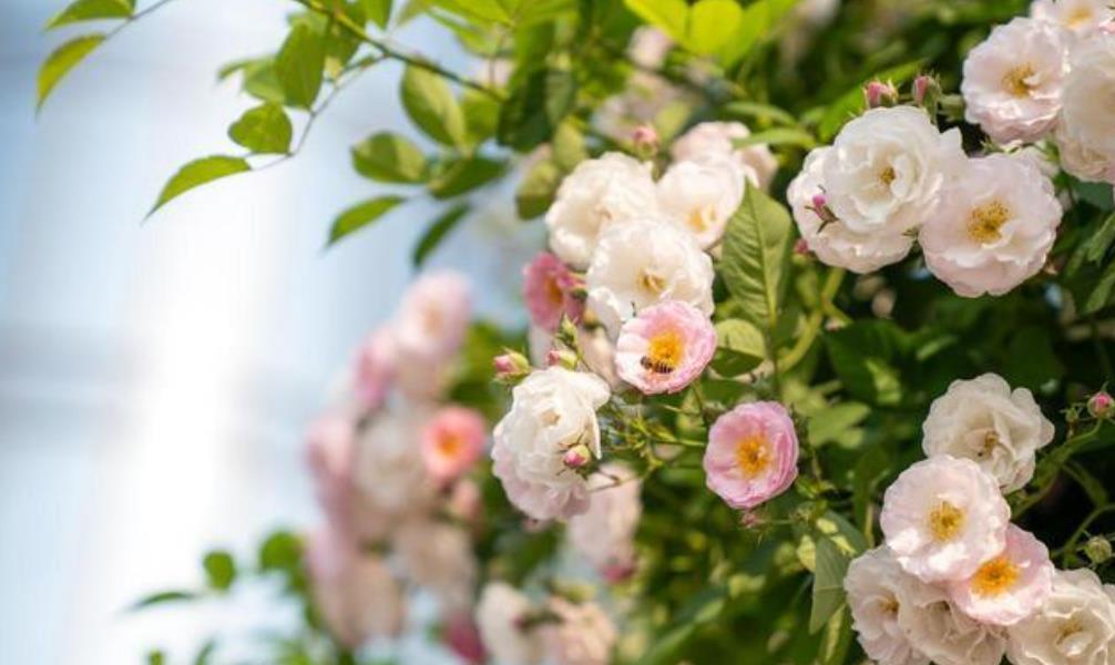 男人疯狂深爱你的表现