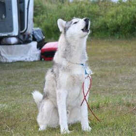 狗一直舔主人什么原因，狗狗真的能和人交流吗