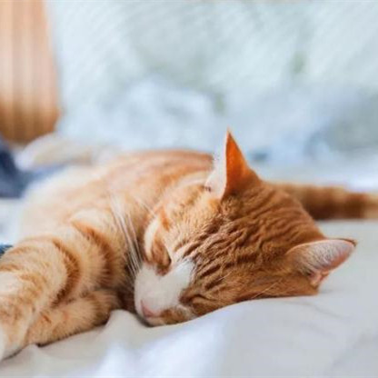 猫睡床边暗示什么意思，猫爬床上会很脏吗