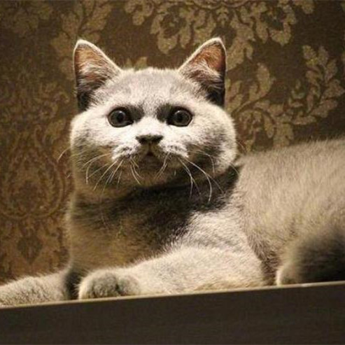英短猫为什么不建议养，英短猫的寿命是多少年