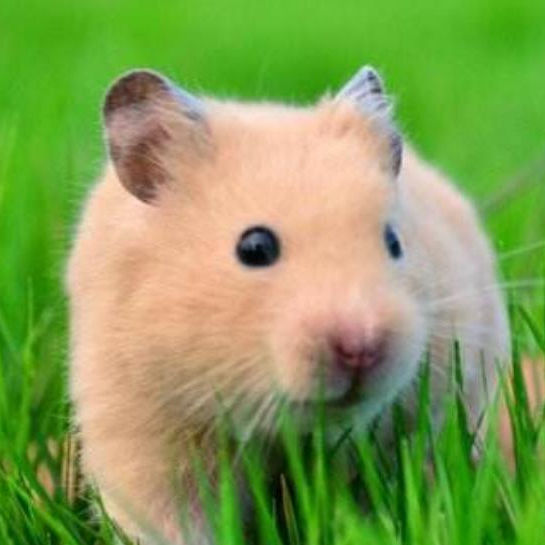 单身女人为什么不能养乌龟,单身女人适合养什么宠物