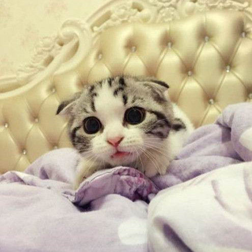 猫猫能听懂的三句话,猫咪喜欢睡在主人旁边表示什么