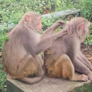 猴子为什么喜欢看女人，猴子为什么喜欢捉虱子