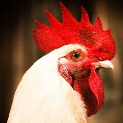 为什么鸡的头部很稳定，为啥鸡的头部保持不动