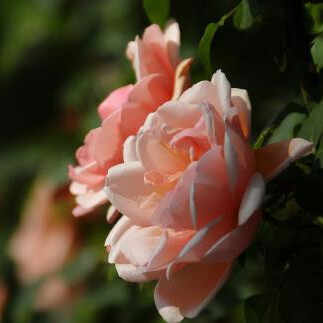 亲吻后的反应能看出对方有多爱你，男生接吻会有什么反应说明他爱你