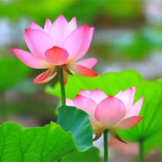 什么是荷花定律，孩子一定要知道的荷花定律和竹子定律是什么