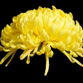 菊花怎么养又矮花又大，菊花怎么养浇什么水才能长得旺盛