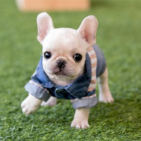 法斗多少钱一只,法斗犬为什么不建议养