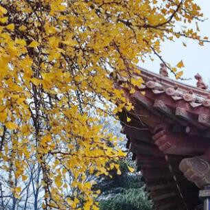 大门左右栽啥树最好