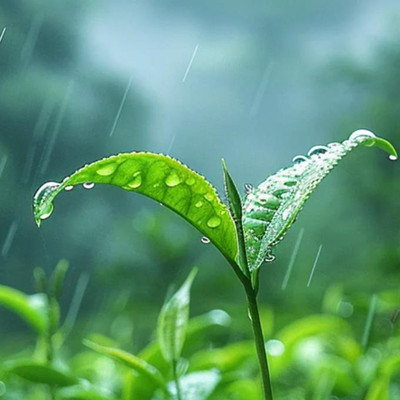 茶叶为什么不能随便送人,送人茶叶代表什么