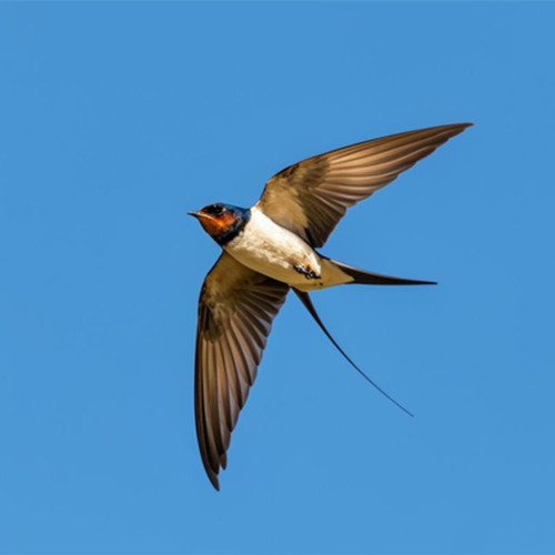 家里有燕子窝预示有三件事要发生