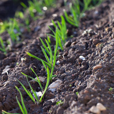 大蒜撒草木灰最佳时间,大蒜怕草木灰吗