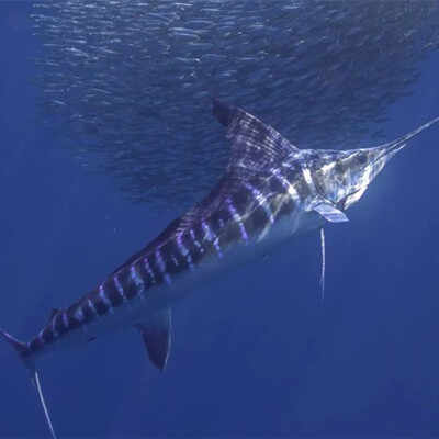 马林鱼为什么不能拉上船