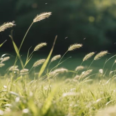 无风的时候草为什么会动