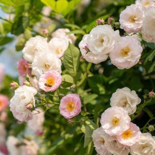 男人疯狂深爱你的表现