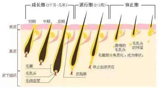 脱毛全攻略（拯救脱毛小白）