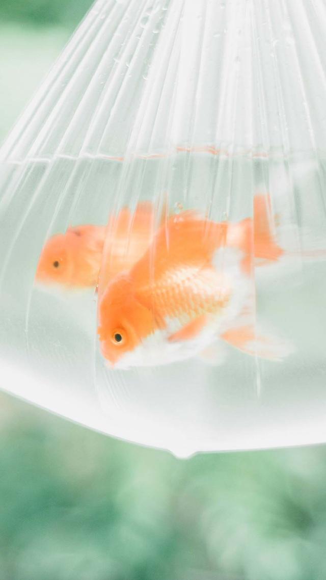 唯美静物小清新手机壁纸高清图片