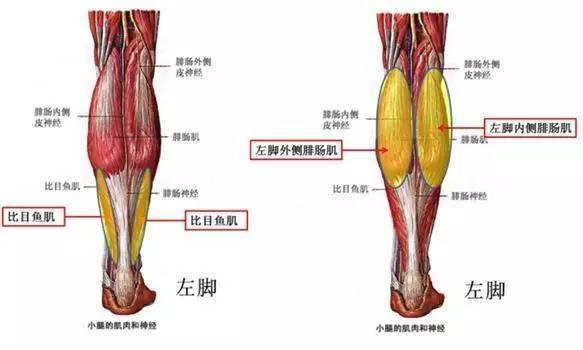 干货丨想要瘦小腿，你真的做对了吗