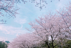 为什么武大樱花最出名，武大樱花为什么这么厉害