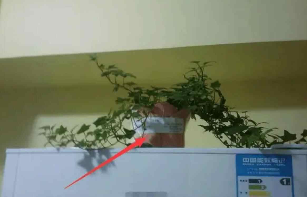 冰箱上万万不能放三样东西是什么