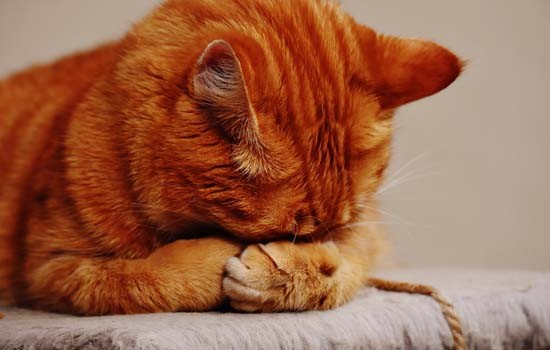 橘猫为什么容易胖，橘猫的寿命一般多长时间