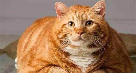 橘猫为什么容易胖，橘猫的寿命一般多长时间