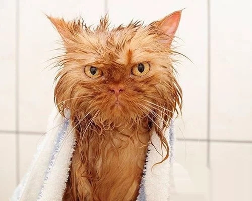 猫为什么不喜欢洗澡，猫能听懂人话吗