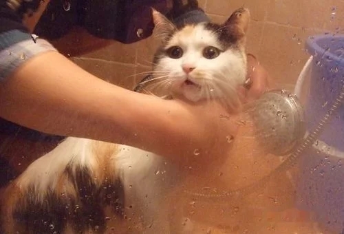 猫为什么不喜欢洗澡，猫能听懂人话吗