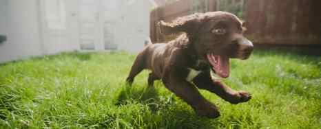 狗一直舔主人什么原因，狗狗真的能和人交流吗