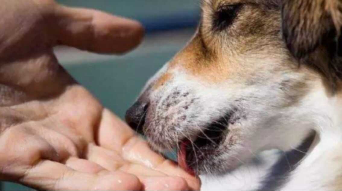 狗一直舔主人什么原因，狗狗真的能和人交流吗