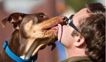 狗一直舔主人什么原因，狗狗真的能和人交流吗