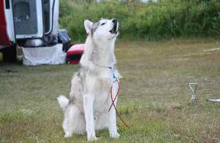 狗一直舔主人什么原因，狗狗真的能和人交流吗
