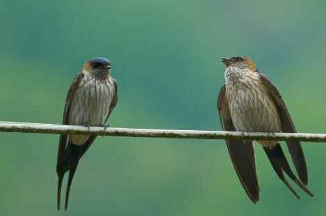 燕子筑窝为什么出贵人,一对燕子飞入屋什么预兆