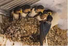 燕子筑窝为什么出贵人,一对燕子飞入屋什么预兆