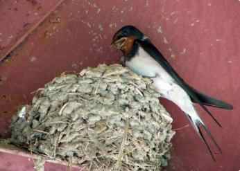 燕子筑窝为什么出贵人,一对燕子飞入屋什么预兆