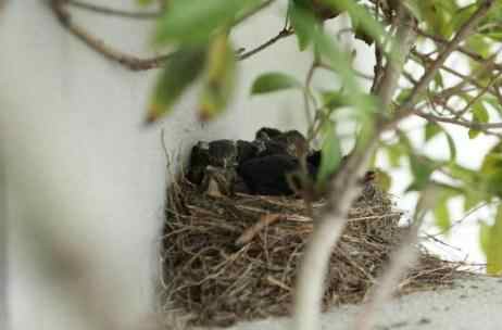 燕子筑窝为什么出贵人,一对燕子飞入屋什么预兆