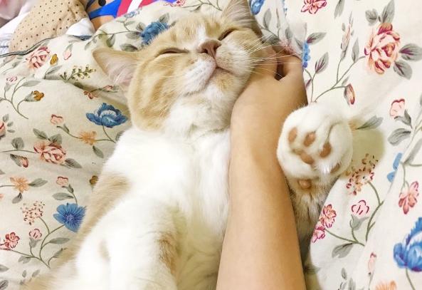 猫睡床边暗示什么意思，猫爬床上会很脏吗