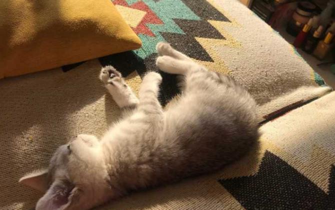 猫睡床边暗示什么意思，猫爬床上会很脏吗