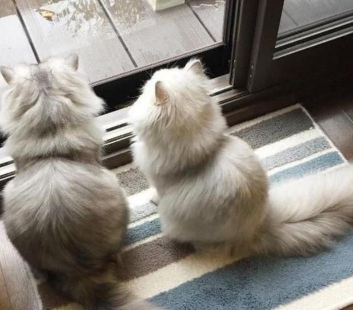 猫想念主人的表现，猫养多久才有感情
