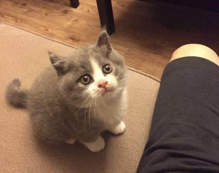 英短猫为什么不建议养，英短猫的寿命是多少年