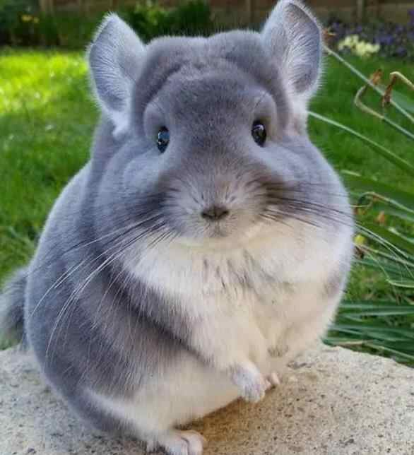 紫灰龙猫好还是标灰好，龙猫紫灰和标灰的区别