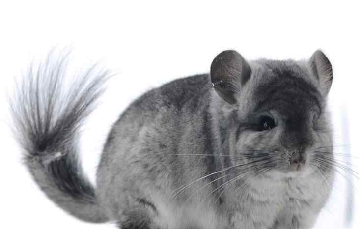 紫灰龙猫好还是标灰好，龙猫紫灰和标灰的区别