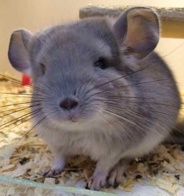 紫灰龙猫好还是标灰好，龙猫紫灰和标灰的区别