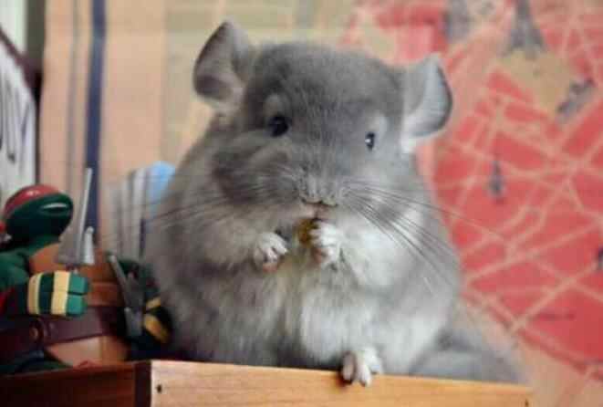 紫灰龙猫好还是标灰好，龙猫紫灰和标灰的区别