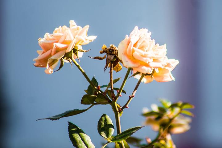 隔着屏幕聊出来的感情能维持多久，隔着屏幕真能喜欢一个人吗